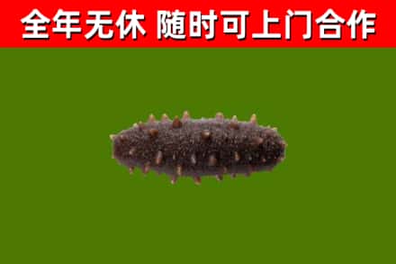 鄯善县回收海参干